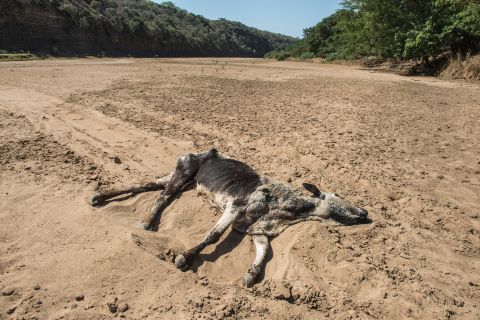 The carcass of a dead cow lies in the Black Umfolozi River, dry from the effects of a severe drought, in Nongoma district north west from Durban, in November 2015. South Africa ranks as the 30th driest country in the world and is considered a water-scarce region. A highly variable climate causes uneven distribution of rainfall, making droughts even more extreme.