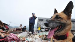 TO GO WITH China-quake-Netherlands-animal-dogs by Ian Timberlake Search dog "Rifka" waits to be unleased amid the rubble during a search and rescue operation by the Netherlands-based unit SIGNI on May 25, 2008 in southwest China's quake-stricken Sichuan province. The dogs are trained to find the living and the dead and have worked in the 2004 tsunami in Sri Lanka an Thailand as well as the 2005 Pakistan quake, Hurricane Katrina in the United States, and other quakes in Turkey and Morocco. AFP PHOTO/Frederic J. Brown (Photo credit should read FREDERIC J. BROWN/AFP/Getty Images)