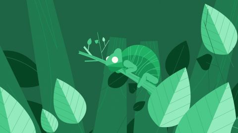 Colorscope_Green_chameleon