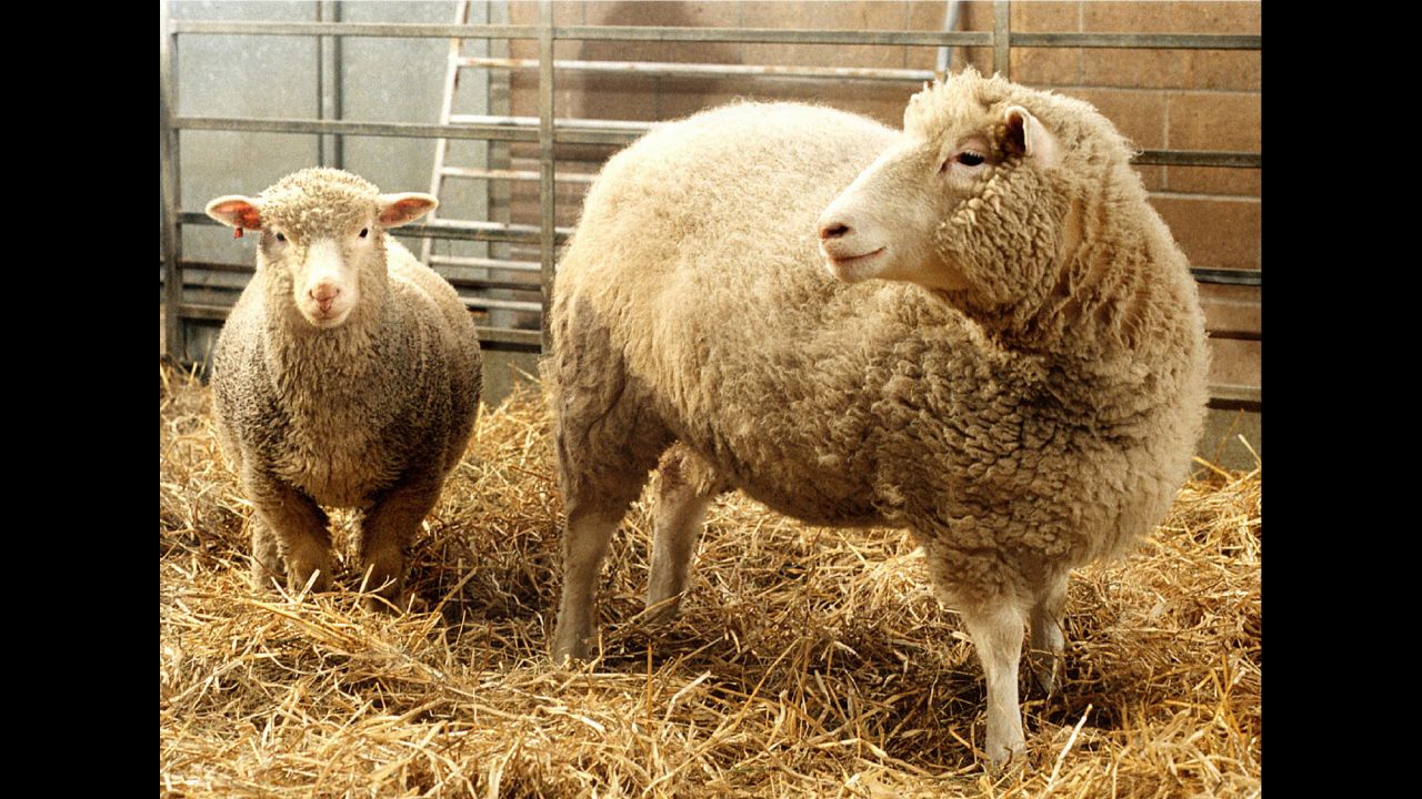 Science fiction became reality in December 1997, when scientists at Scotland's Roslin Institute introduced the world to Dolly, the world's first cloned sheep produced from an adult cell. Dolly proved that it was possible to create an exact genetic copy of an animal from one of their specialized cells -- in this case, a mammary gland cell.  