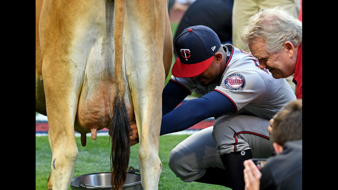 Minnesota Twins third baseman Eduardo Escobar milks a cow before a game in Anaheim, California, on Friday, June 2. The annual cow-milking competition has been held at Angel Stadium for more than four decades.