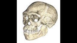 01 homo sapiens fossils