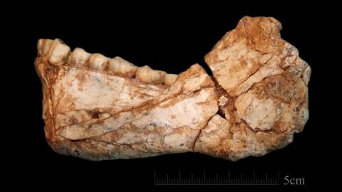 This almost complete human mandible was a remarkable find for the researchers and its dental aspects are very similar to modern humans. 
