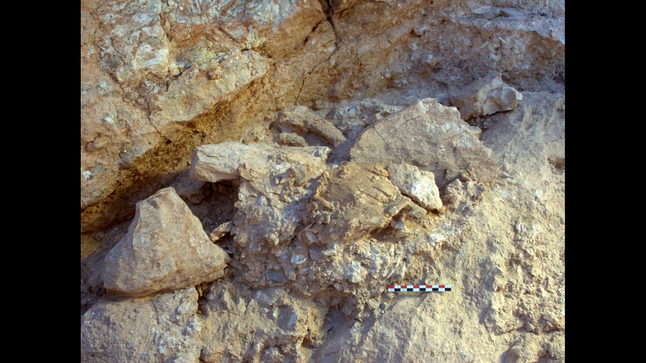 Two of the fossils, including a crushed skill and partial femur, can be seen in the center of this image.
