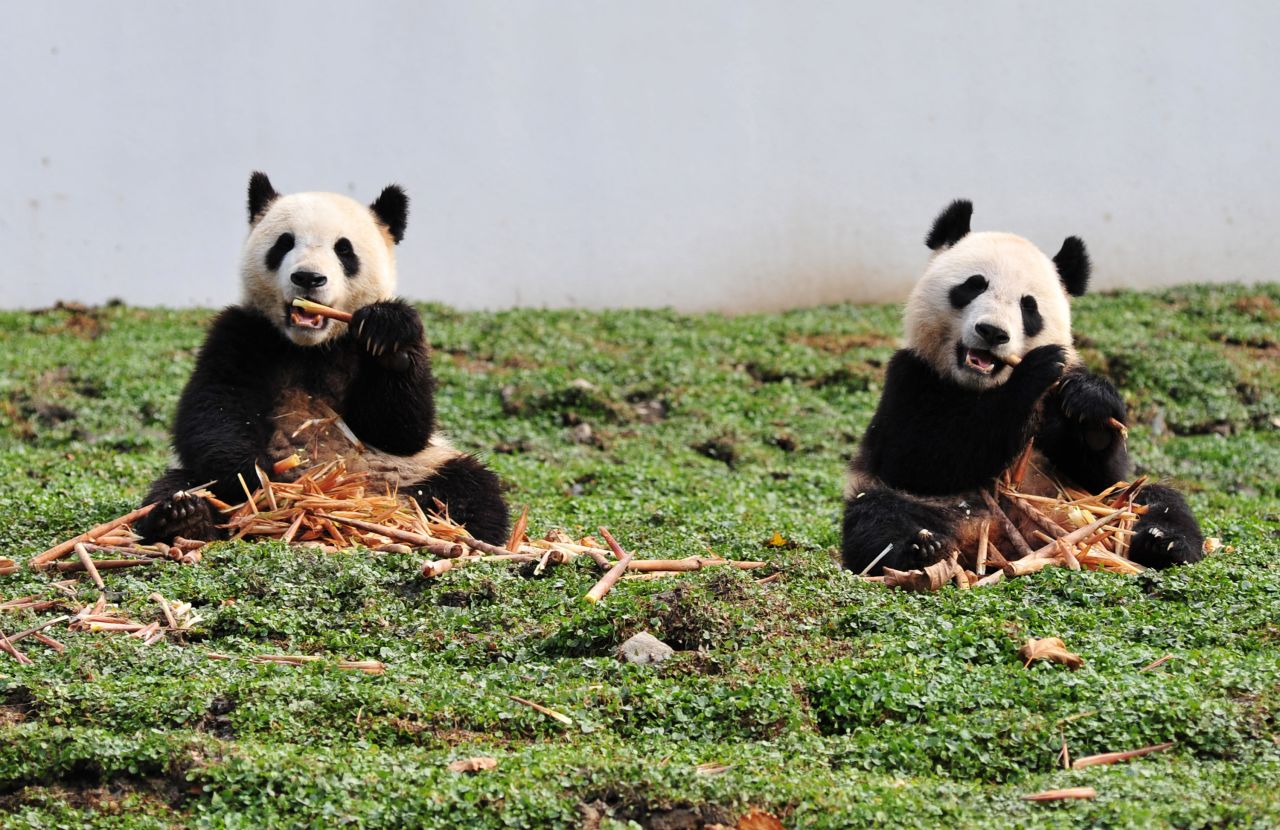 Pandas living an enviably chilled life at the Wolong National Nature Reserve.