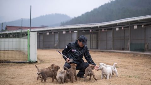 A Jindo dog breeder stands before puppies at his facility on the southern island of Jindo. The Jindo dog is a symbol of South Korea, and breeders and authorities work to keep its bloodline pure. 