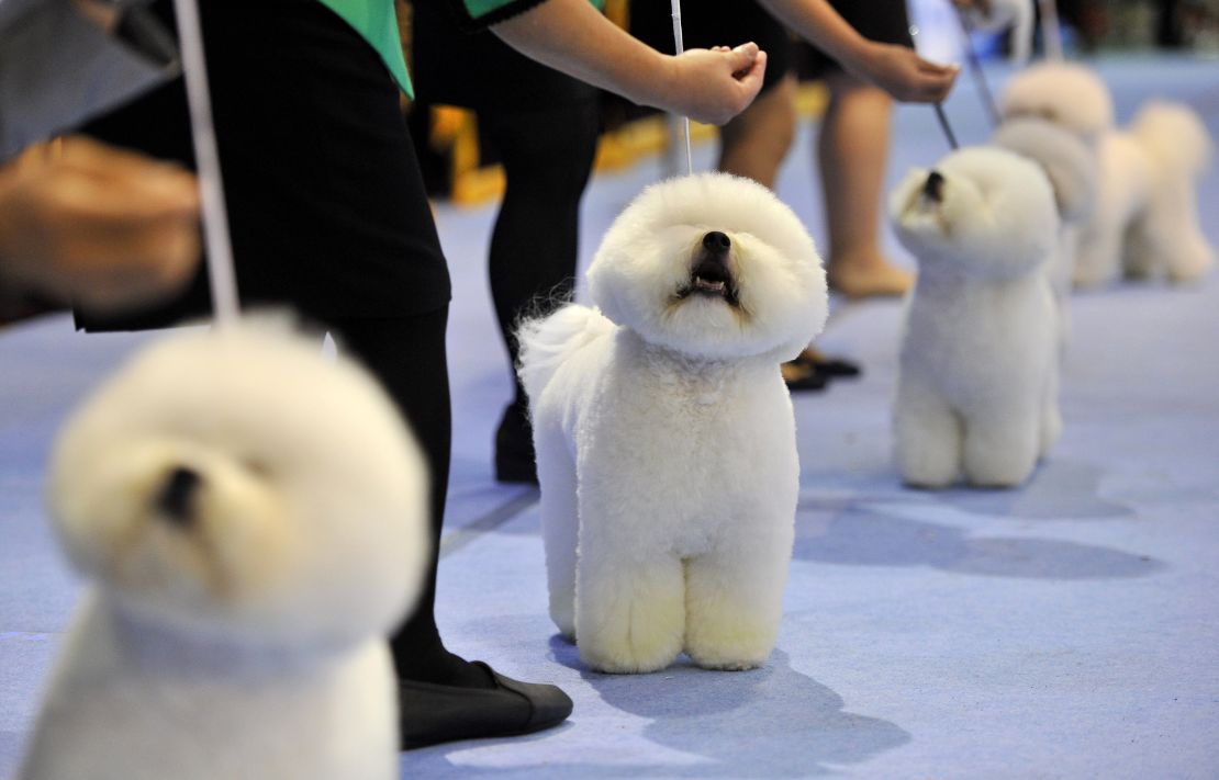 Breeders keep their Bichon Frise dogs in a line at the Seoul FCI International Dog Show.