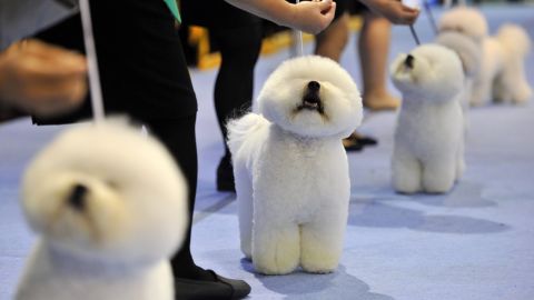 Breeders keep their Bichon Frise dogs in a line at the Seoul FCI International Dog Show.