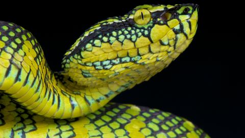 Venom from Tropidolaemus wagleri played a key role in an experimental antiplatelet drug. 
