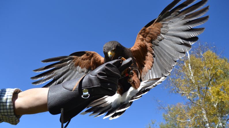 <strong>Fly a falcon in Vermont's Green Mountains: </strong>Step into a "Game of Thrones" episode with a master falconer teaching the fundamentals of hawk handling at Green Mountain Falconry School. (It continues with a 45-minute hawk walk.)