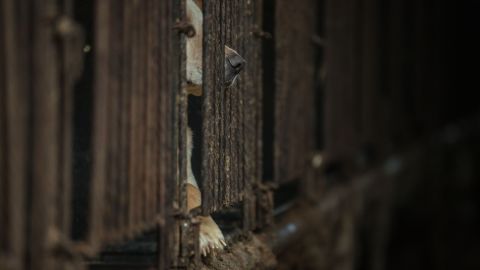 A dog looks out from a cage at a dog farm during a media visit organised by the Humane Society International (HSI) in Wonju, south East of Seoul on April 27, 2016.