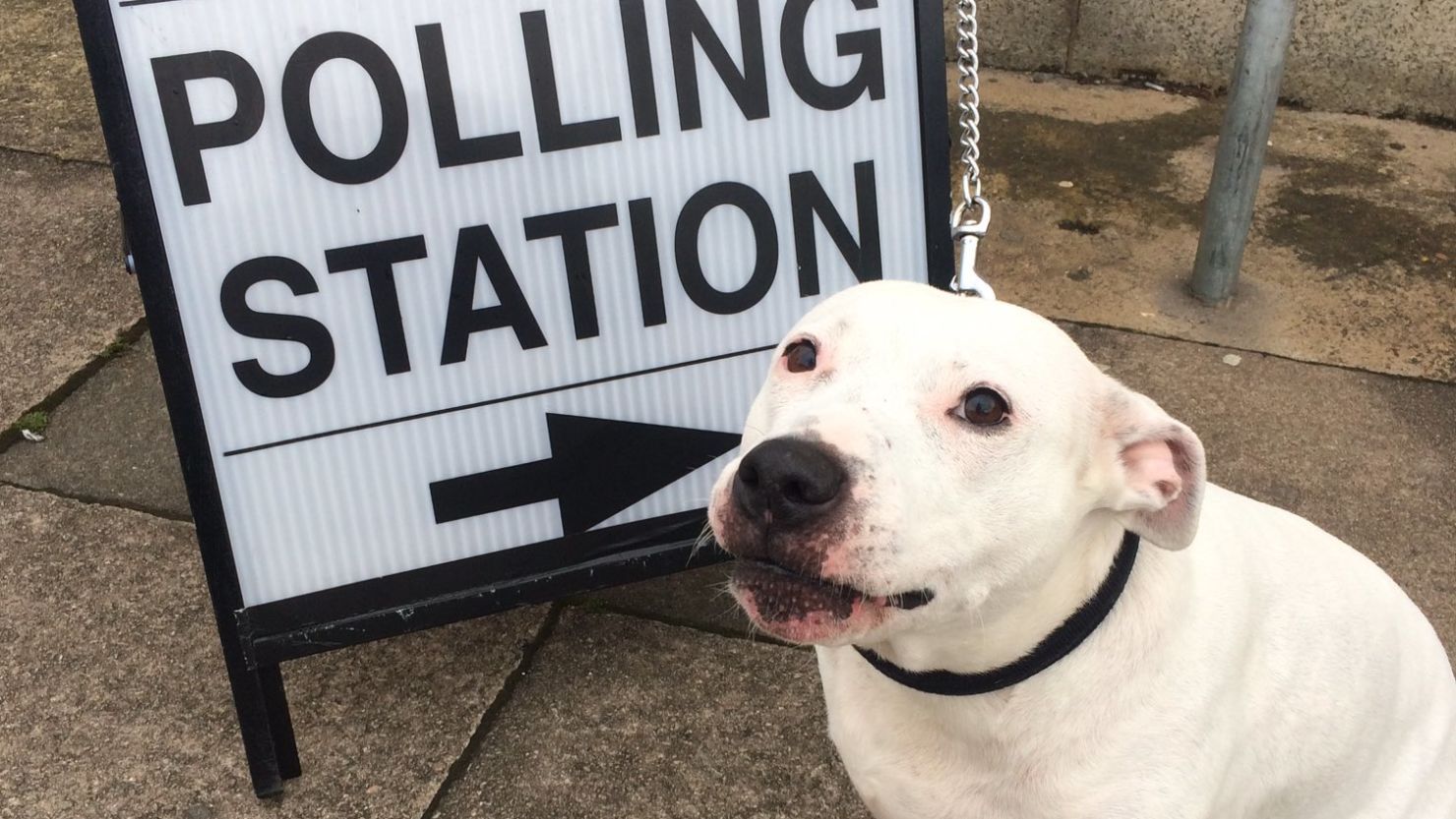 This Staffordshire Terrier is voting for more biscuits, longer walks and bigger parks.   