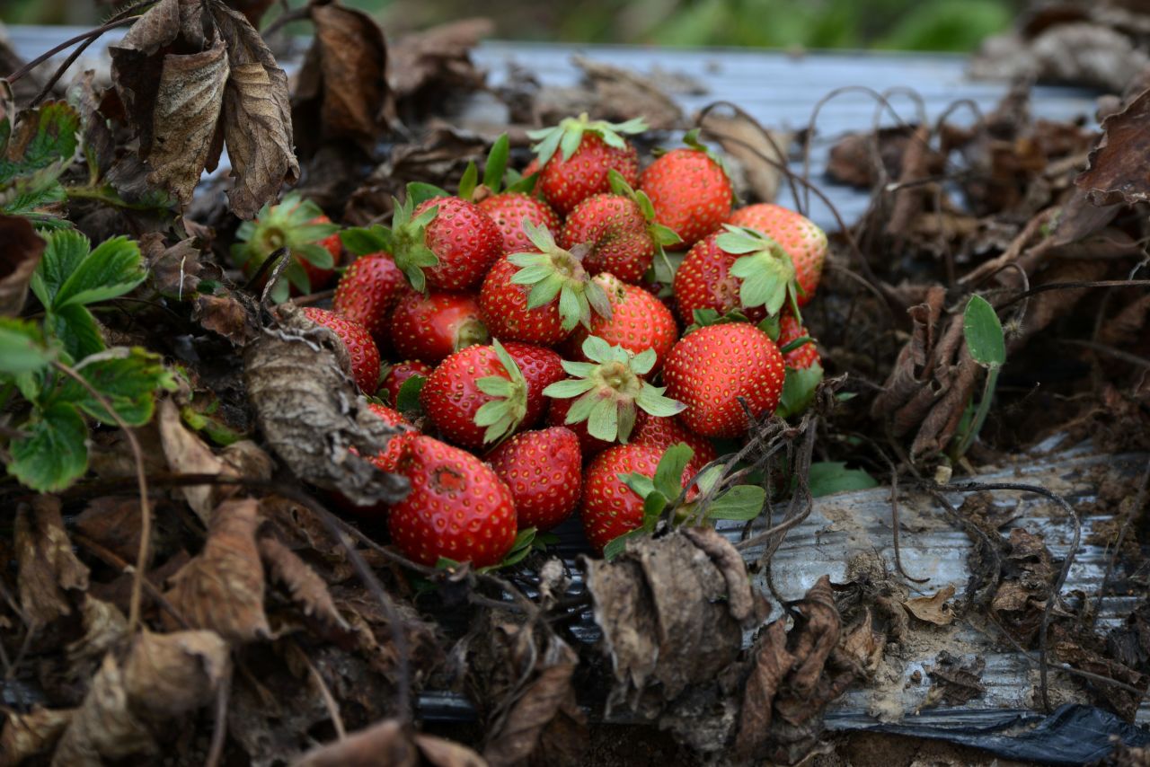 Strawberries lost due to a fungus that experts report is caused by climate change in La Tigra, Honduras, in September 2016.  According to Germanwatch's Global Climate Risk Index, Honduras ranks among the countries most affected by climate change. 