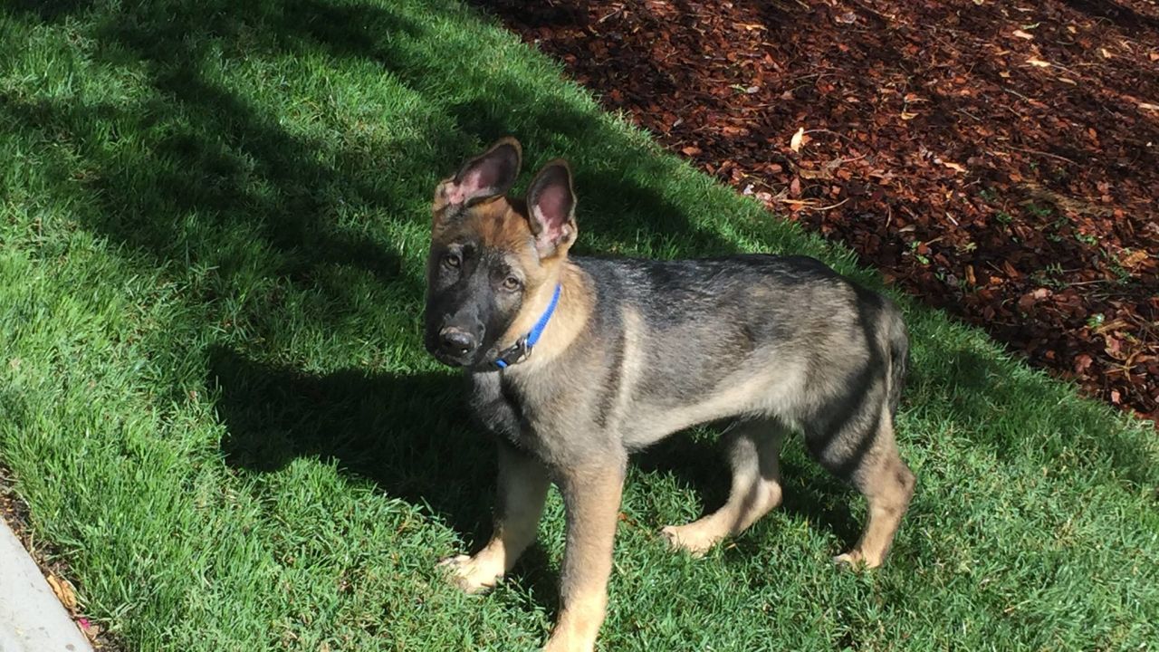 Puppy Gavel poses for a picture on May 18, 2016.