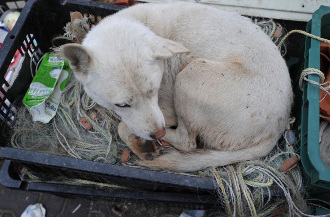 A stray dog lays down in a fisherman's basket at Yeonpyeong island.