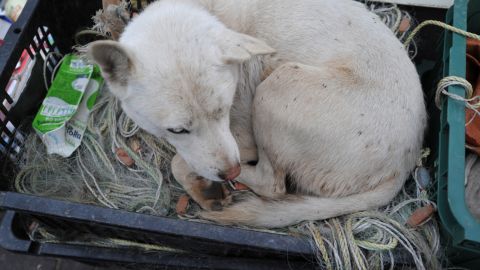 A stray dog lays down in a fisherman's basket at Yeonpyeong island.