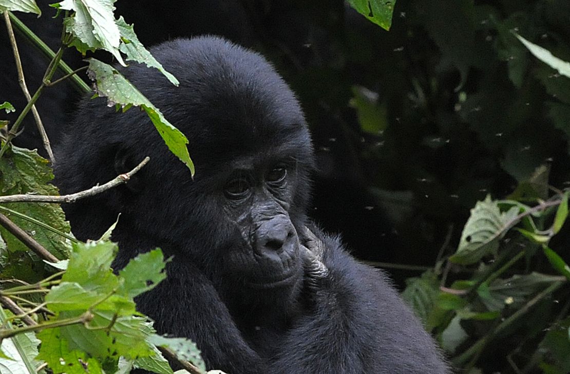 The UNESCO-certified Bwindi National Park contains the world's largest population of endangered mountain gorillas.