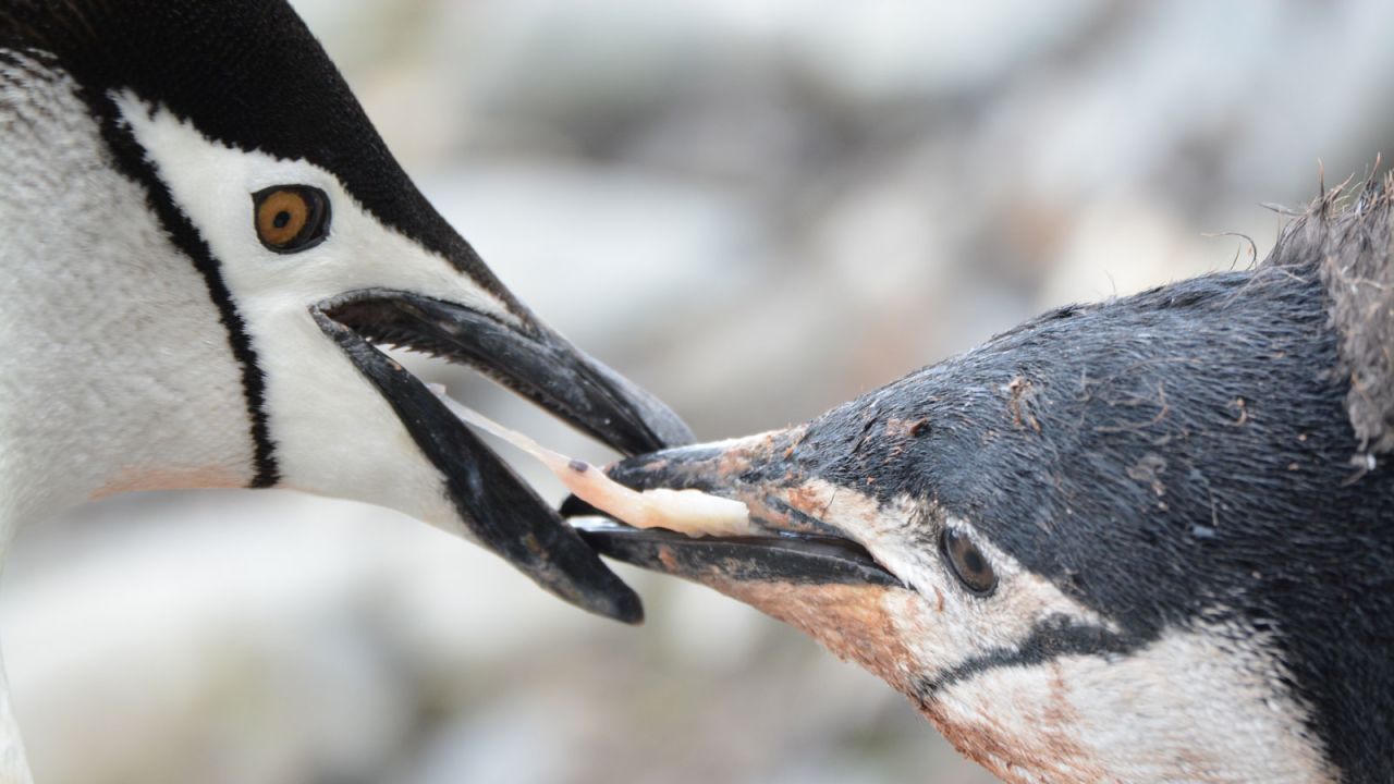 <strong>Chinstrap penguins: </strong>The tightly packed feathers of chinstrap penguins provide them with a waterproof coat when swimming in the freezing waters of the Antarctic. 