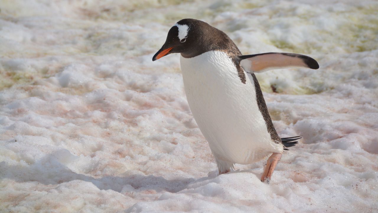 <strong>How to spot them: </strong>Gentoo penguins are recognizable by the white stripe that stretches around the top of their head, and their orange-red bills. 