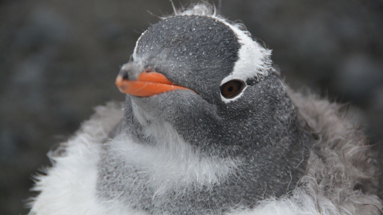 <strong>Flexible diet: </strong>Gentoo penguins are less dependent on krill than chinstraps or Adélies, which could explain why they are coping well in the current climate. 