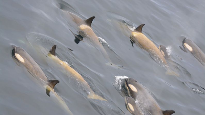 <strong>Killer whales: </strong>Type B1 killer whales feed almost exclusively on Weddell seals, which they hunt by washing them off floating chunks of pack ice. 