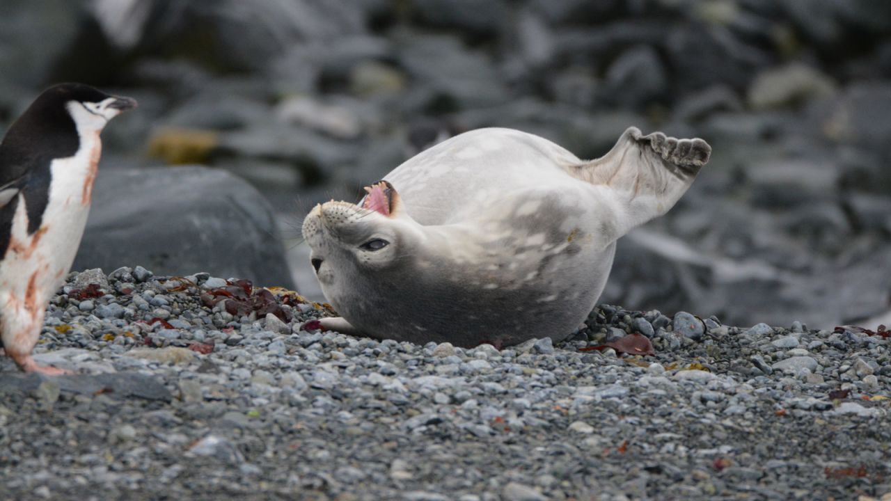 <strong>Weddell seals:</strong> Less ice means it's more difficult for the killer whales to reach their prey. 