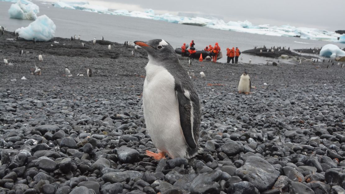 Although some penguin populations have declined, the amount of Gentoo penguins in the Antarctic has increased.