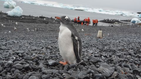Although some penguin populations have declined, the amount of Gentoo penguins in  the Antarctic has increased.