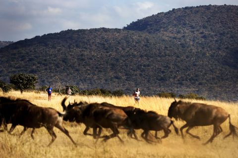 There's nothing separating runners from the wildlife, which includes the "Big Five" African game: elephants, rhinos, buffaloes (pictured), lions, and leopards.
