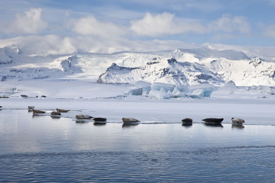 <strong>Jökulsárlón</strong> -- Seals can often be seen lolling on the icebergs of the glacial lagoon.