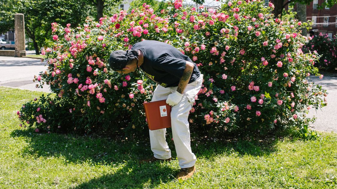 Teddy Hackett, a volunteer at McPherson Square Library, checks a rose bush for discarded drug needles.