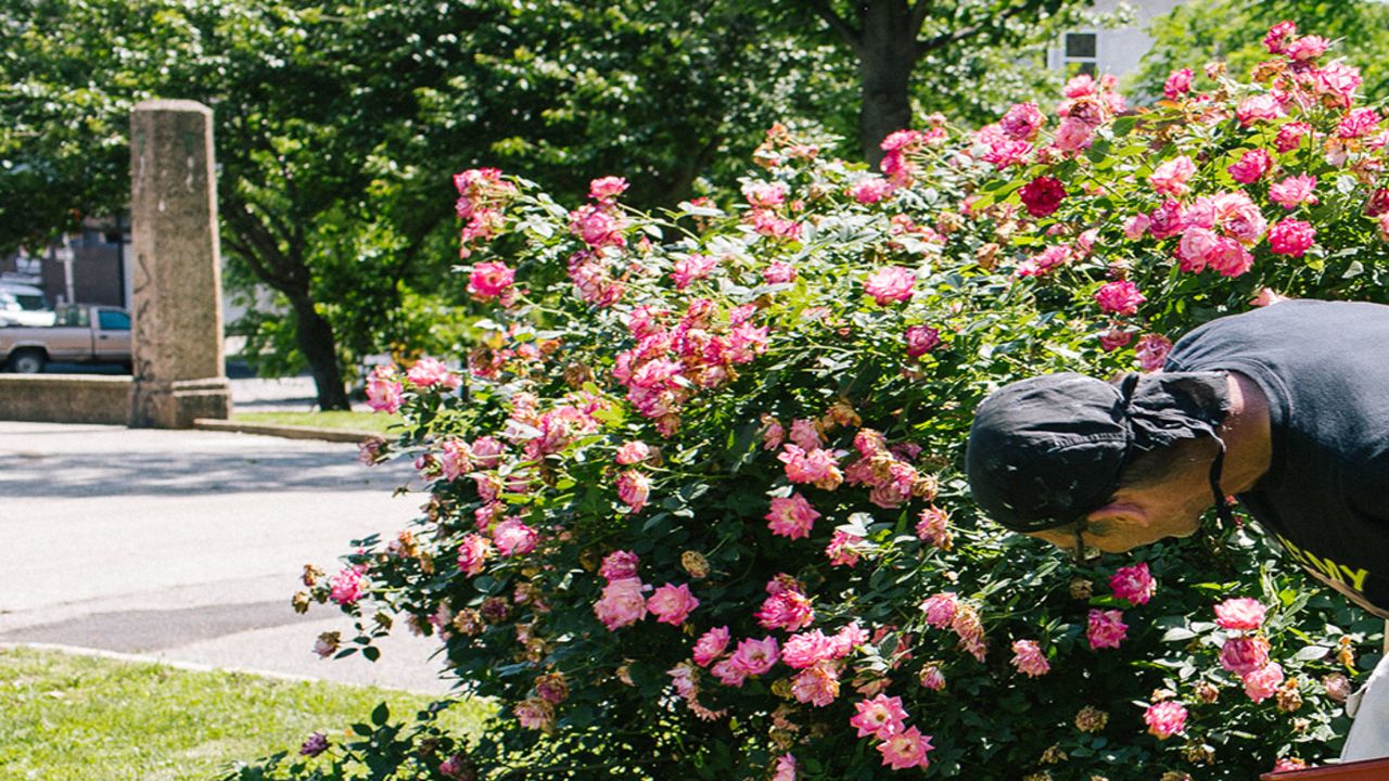 Teddy Hackett, a volunteer at McPherson Square Library, checks a rose bush for discarded drug needles.