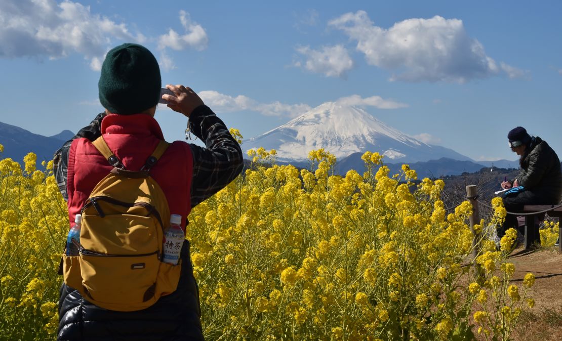 Sometimes electric-yellow rape blossoms take the place of cherry blossoms in Mount Fuji snapshots.