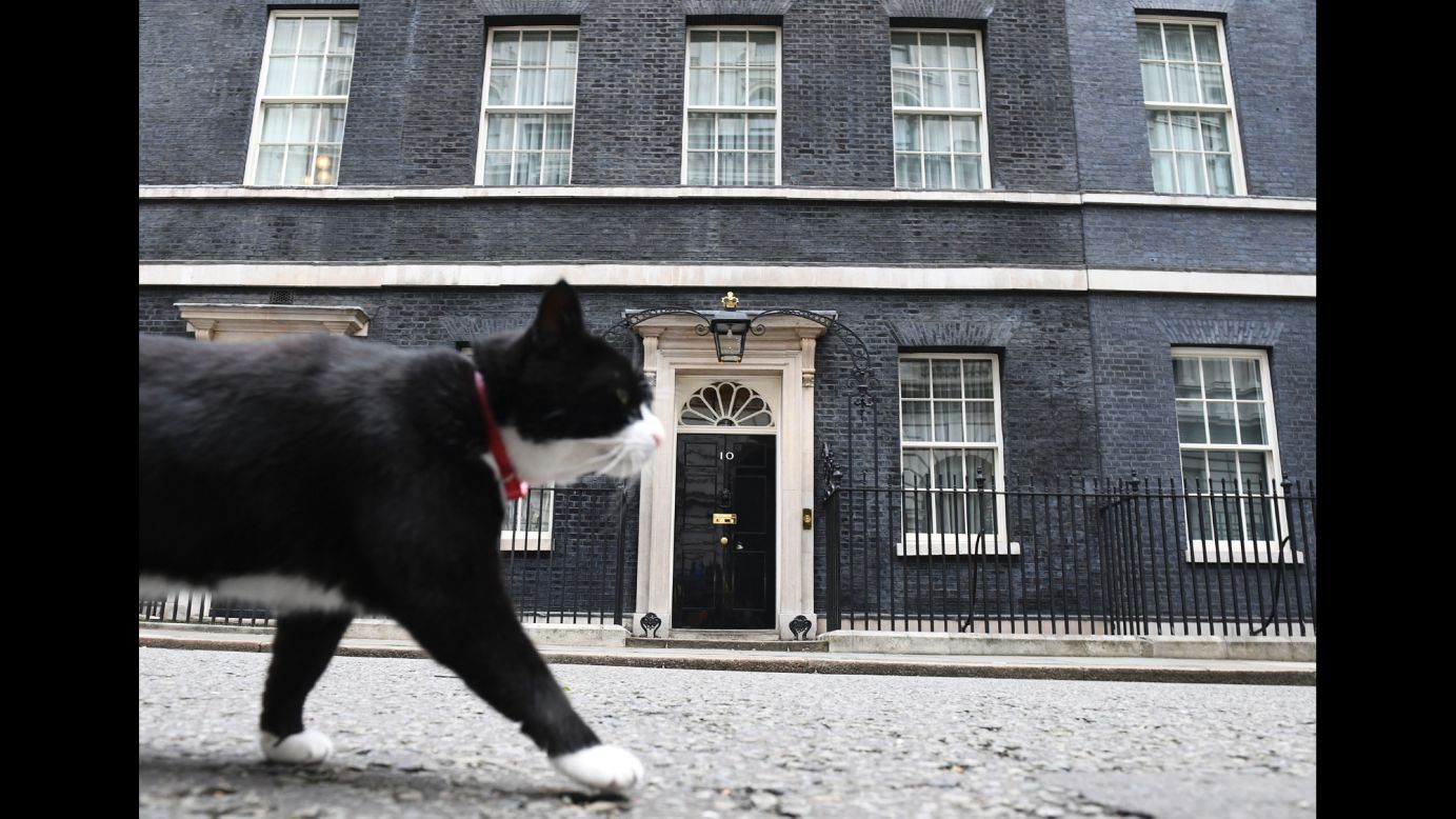 Palmerston, a cat who lives at the Foreign and Commonwealth Office in London, walks past 10 Downing Street on Friday, June 9. 