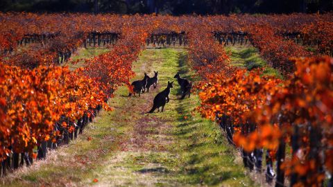 Kangaroos gather at a vineyard in Australia's Barossa Valley on Saturday, June 10.