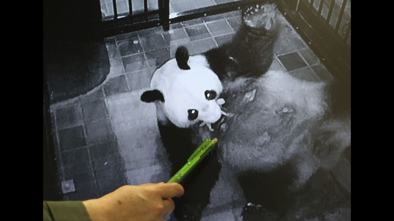 A Ueno Zoo employee points at an image of giant panda Shin Shin holding her newborn cub in her mouth on Monday, June 12. It's the Tokyo zoo's <a href="http://money.cnn.com/2017/06/12/investing/tokyo-baby-panda-stocks/index.html" target="_blank">first panda birth in five years.</a>