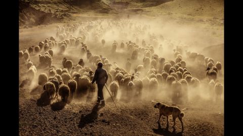Sheep are led through the tablelands of Mount Nemrut in Bitlis, Turkey, on Monday, June 12.