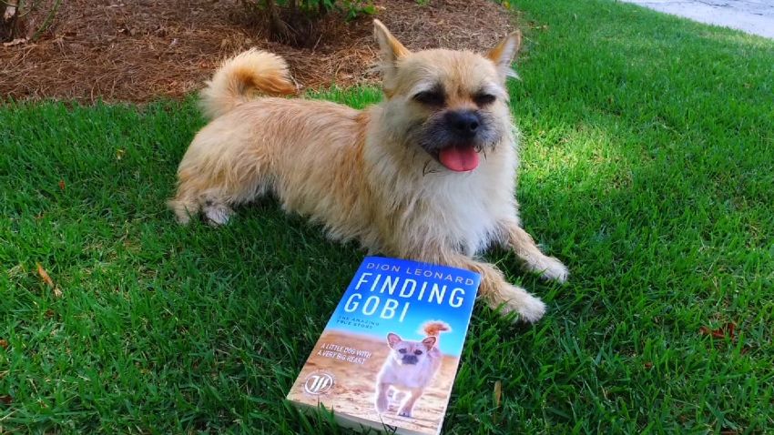 finding gobi