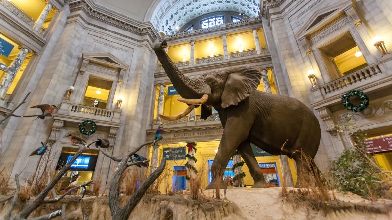 4. The National Museum of Natural History in Washington ranked No. 4 among the world's museums for attendance in 2016, with 7.1 million visitors.
