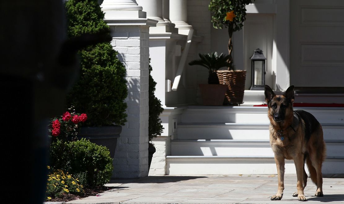 WASHINGTON, DC - MAY 10:  Vice President Joe Biden's dog, Champ, stands during speechs during a Joining Forces service event at the Vice President's residence at the Naval Observatory May 10, 2012 in Washington, DC. U.S. first lady Michelle Obama and Biden joined with Congressional spouses to assemble Mother's Day packages that deployed troops have requested to be sent to their mothers and wives at home.  (Photo by Win McNamee/Getty Images)