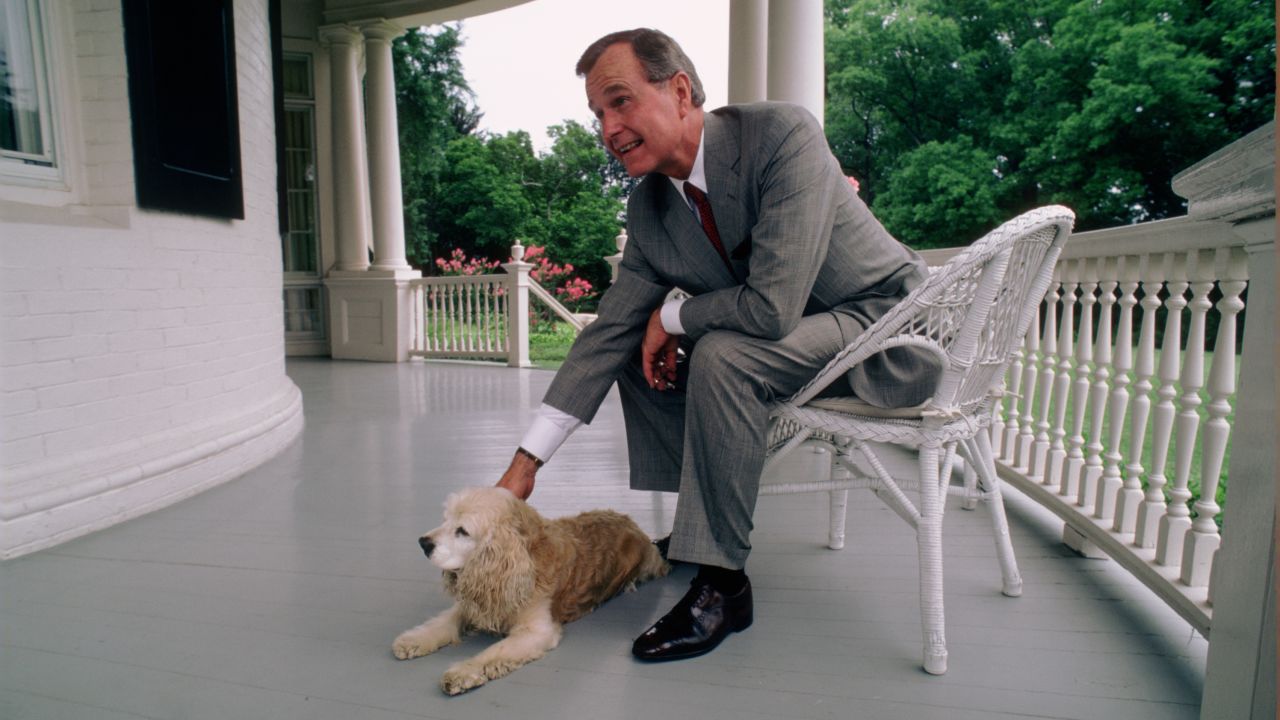 WASHINGTON, DC -- CIRCA 1983: U.S. Vice President George H.W. Bush and the Bush's Golden Cocker Spaniel, C. Fred, at the Vice President's residence circa 1983 in Washington, DC. (Photo by David Hume Kennerly/Getty Images)