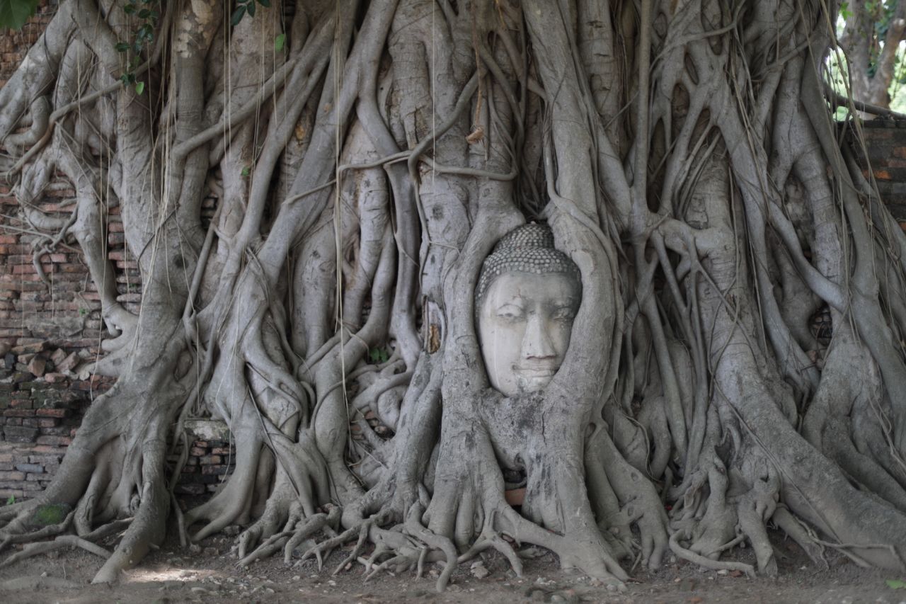 The Burmese army sacked the former Siamese capital Ayutthaya in 1767, leaving the great city in ruins. Quite possibly Ayutthaya's most photographed site, this abandoned Buddha head strangled in tree roots sits inside the grounds of Wat Mahathat. 