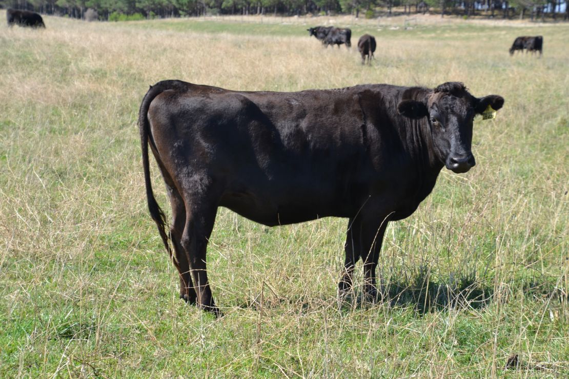 Cattle in the Mount Gambier region have an interesting diet. 