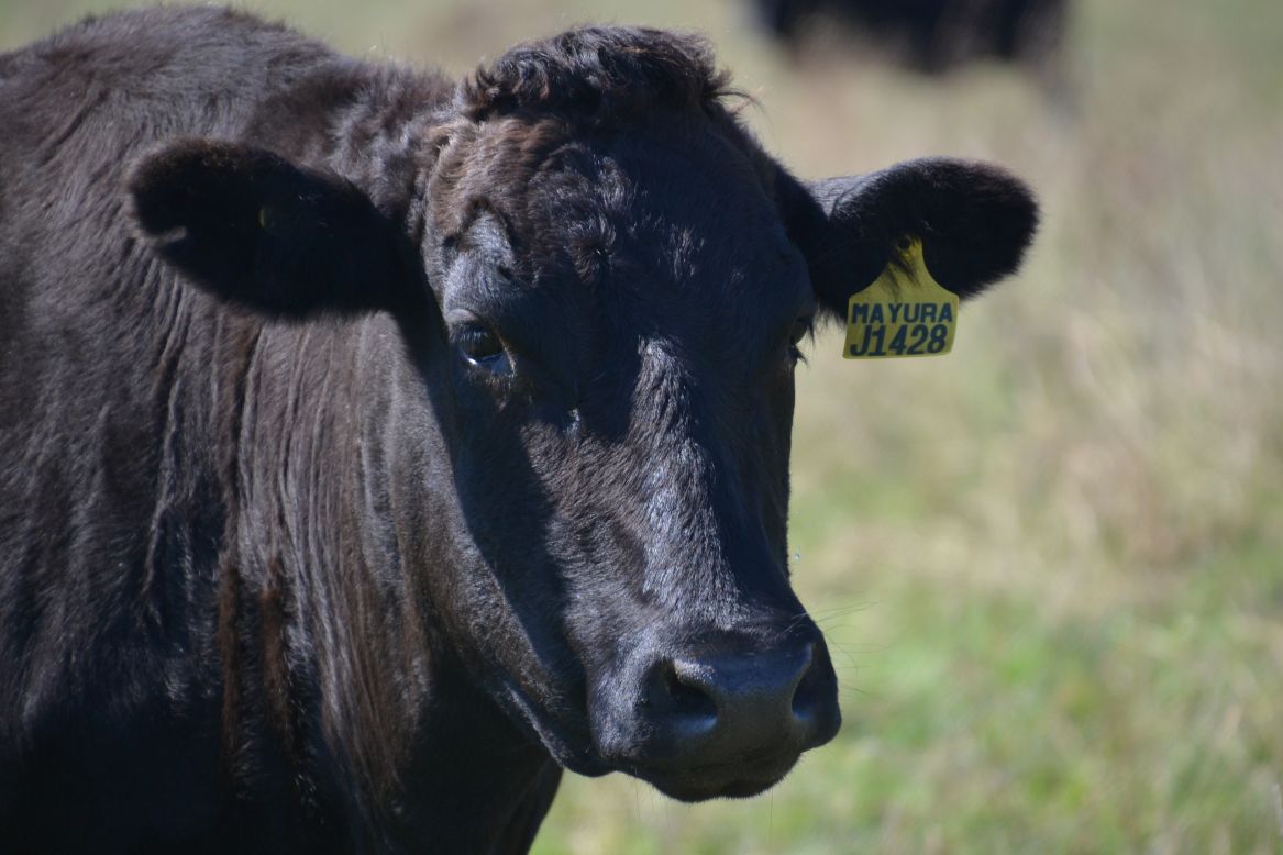 <strong>The cattle that eat sweets</strong> -- This helps produce premium, high-quality Wagyu beef.