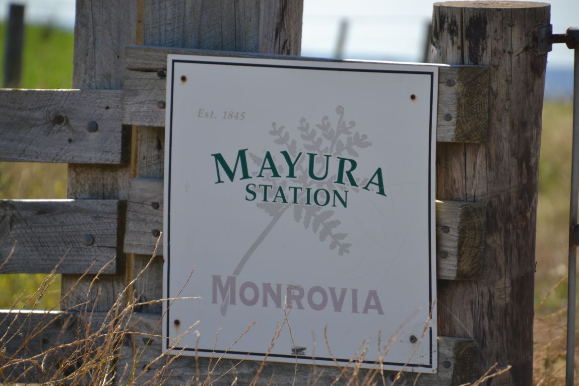 <strong>The cattle that eat sweets</strong> --<strong> </strong>Mayura Station is an Australian ranch producing super-premium meat -- with a twist. 
