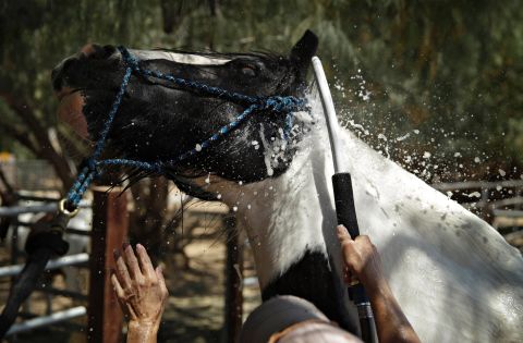 Lori Mantz sprays water to cool down her horse Thor in Las Vegas on June 19.
