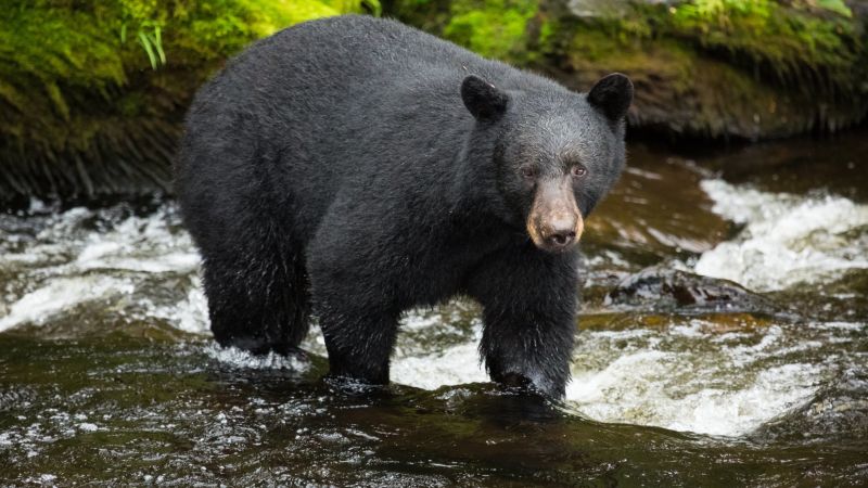 A Bear Broke Into A Colorado Home Then Smashed Through The Wall To   170620121339 01 Black Bear File 