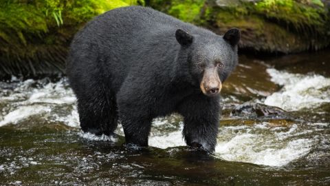 An estimated 100,000 black bears live in Alaska.