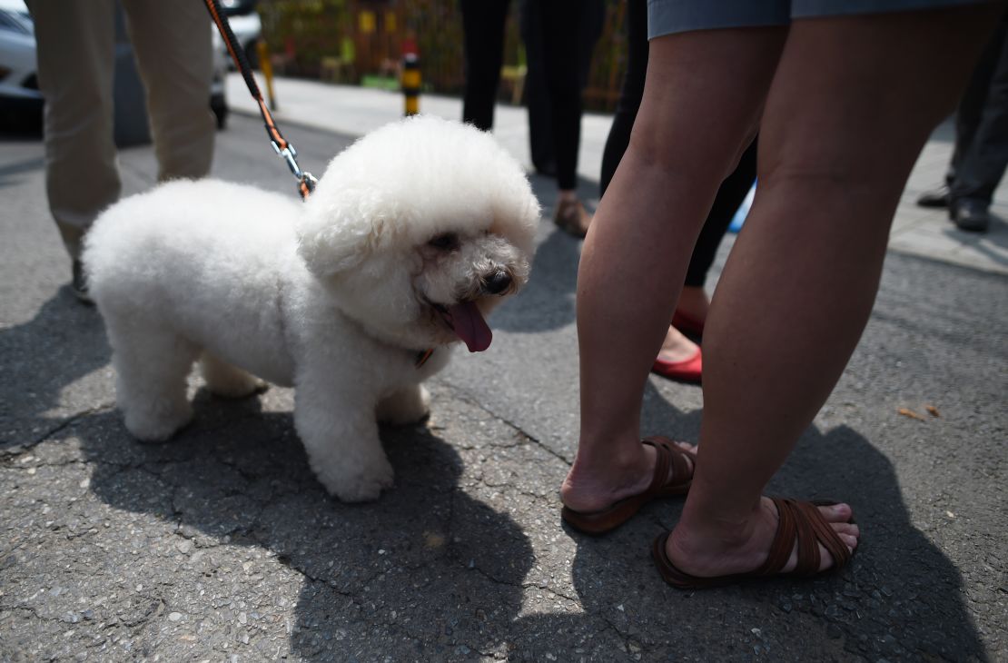 In urban Chinese areas, more people see dogs as companions, not food. 