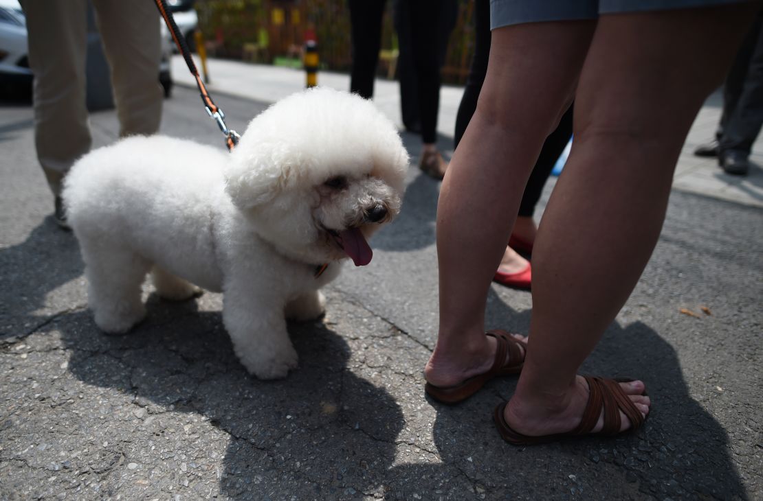 In urban Chinese areas, more people see dogs as companions, not food.